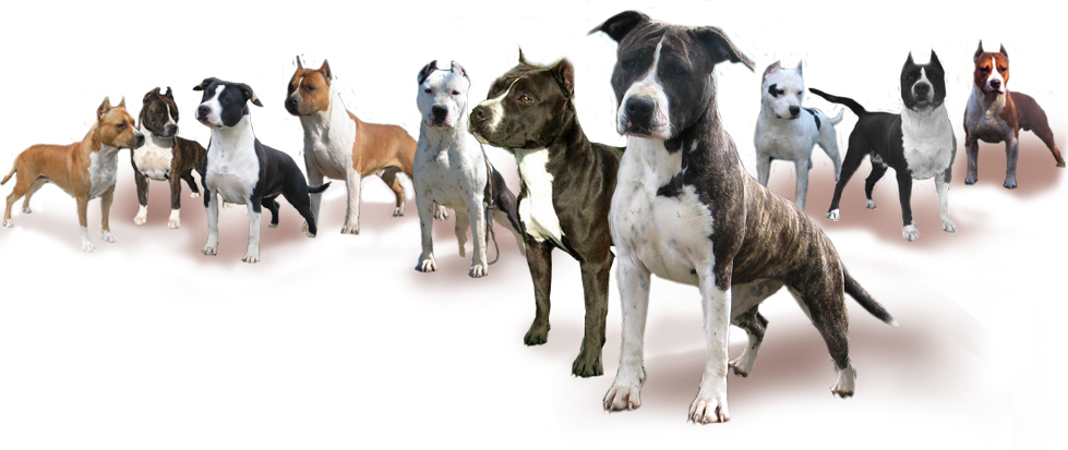 Moon Rock Kennel