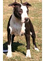 American Staffordshire Terrier Margot  (Ataxia Clear By Parental)