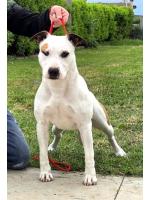 American Staffordshire Terrier, amstaff - Bred-by, Lola ( Ataxia Clear By Parental)