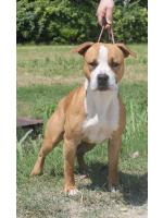 American Staffordshire Terrier Willy (Ataxia Clear BY Parental)