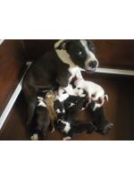 American Staffordshire Terrier, Cuccioli, News puppy