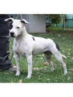 American Staffordshire Terrier Maggie (Ataxia Clear by Parental)