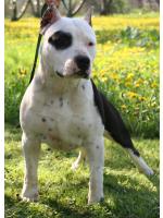 American Staffordshire Terrier, amstaff - Bred-by, Jack (Ataxia Clear) HD-B ED-0 Cardio Normal