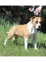 American Staffordshire Terrier, amstaff - , Mary (Ataxia Clear By Parental)