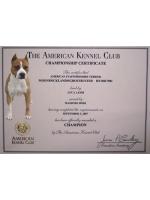 American Staffordshire Terrier, amstaff - Campioni, Spot