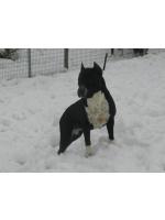 American Staffordshire Terrier, amstaff - Foundation, Kira