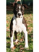 American Staffordshire Terrier, amstaff - Bred-by, Sophie (Ataxia Clear By Parental)