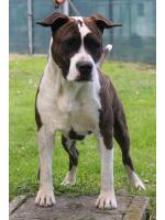 American Staffordshire Terrier Daisy (Ataxia Clear By Parental)
