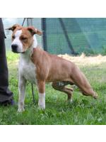 American Staffordshire Terrier, amstaff - Bred-by, Crash