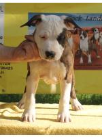 American Staffordshire Terrier, amstaff - Bred-by, Mauka (Ataxia Clear By Parental)