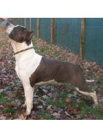 American Staffordshire Terrier, amstaff - Foundation, Chapo