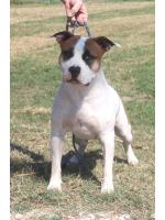 American Staffordshire Terrier Milka ( Ataxia Clear By Parental)