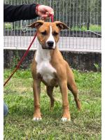 American Staffordshire Terrier, amstaff - Bred-by, Moon Rock Landi's Red Ruffian 