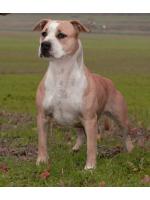 American Staffordshire Terrier, amstaff - , Savanah (Ataxia Clear byParental) HD-B ED-0 Cardio Normal