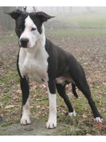 American Staffordshire Terrier, amstaff - Bred-by, Andy