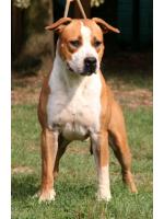 American Staffordshire Terrier, amstaff - Cuccioli, Tommy (Ataxia Carrier)