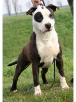 American Staffordshire Terrier Gioia(Ataxia Clear By Parental)