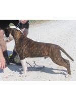 American Staffordshire Terrier Nico (ataxia clear by parental) 