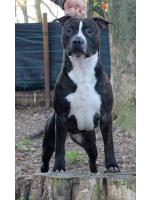 American Staffordshire Terrier Jacqueline (Ataxia Clear by Parental)