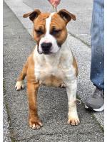 American Staffordshire Terrier, amstaff - Maschi, Red (Ataxia Clear by parental) 