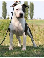 American Staffordshire Terrier Snow (Ataxia Clear By Parental)