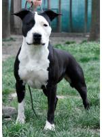 American Staffordshire Terrier Money  (Ataxia Clear By Parental )