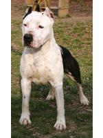 American Staffordshire Terrier Cyrius (AtaxiaClear)