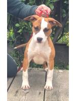 American Staffordshire Terrier, amstaff - Females, Baby (Ataxia Clear by parental) 