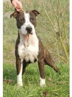 American Staffordshire Terrier, amstaff - Bred-by, Dago (Ataxia Clear By Parental)