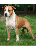 American Staffordshire Terrier, amstaff - Foundation, Tommy (Ataxia Carrier) 
