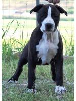 American Staffordshire Terrier, amstaff - Bred-by, Antoine (Ataxia Clera By Parental)