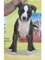 American Staffordshire Terrier, amstaff - Bred-by, Ohana (Ataxia Clear By Parental)