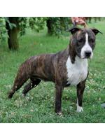 American Staffordshire Terrier, amstaff - Bred-by, Nellie (Ataxia Clear By Parental)