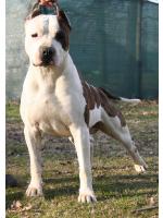 American Staffordshire Terrier, amstaff - Bred-by, Main (Ataxia Carrier)
