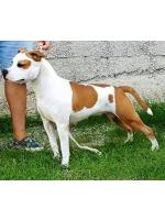 American Staffordshire Terrier Fanta (Ataxia Clear By Parental)