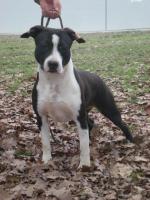 American Staffordshire Terrier, Cuccioli, Queen
