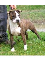American Staffordshire Terrier, amstaff - Bred-by, Lady