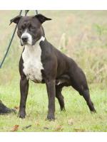 American Staffordshire Terrier, amstaff - Bred-by, Furia