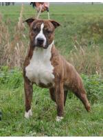 American Staffordshire Terrier, amstaff - Bred-by, West (Ataxia Carrier)