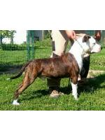 American Staffordshire Terrier Argo (Ataxia Clear By Parental)