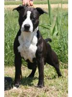American Staffordshire Terrier Thor (Ataxia Carrier)
