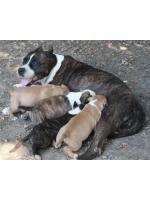 American Staffordshire Terrier, amstaff - Cuccioli, Puppy