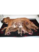 American Staffordshire Terrier, amstaff - Cuccioli, puppy