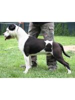 American Staffordshire Terrier, amstaff - Bred-by, Sioux (Ataxia Clear By Parental)