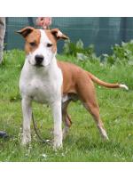 American Staffordshire Terrier Ares