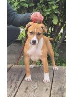 American Staffordshire Terrier, amstaff - Bred-by, Nala(Ataxia Clear by parental) 