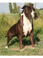 American Staffordshire Terrier Mickey (Ataxia Clear By Parental) HD-A ED-0 