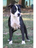 American Staffordshire Terrier Maya (Ataxia Carrier)