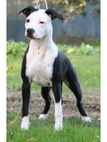 American Staffordshire Terrier, amstaff - Bred-by, Sam