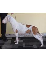 American Staffordshire Terrier, amstaff - Bred-by, Pandora(Ataxia Clear By Parental) HD B ED 0